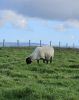 PICTURES/Cliffs of Moher - Clare County/t_20250922_111108.jpg